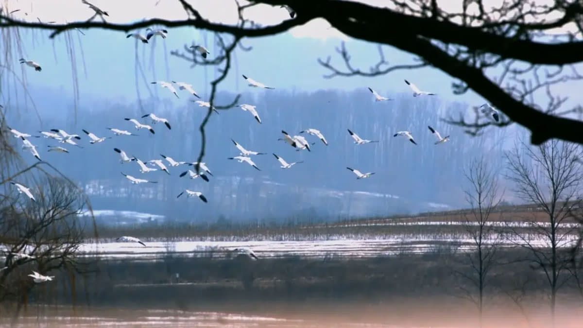 A flock of geese flying low over a lake