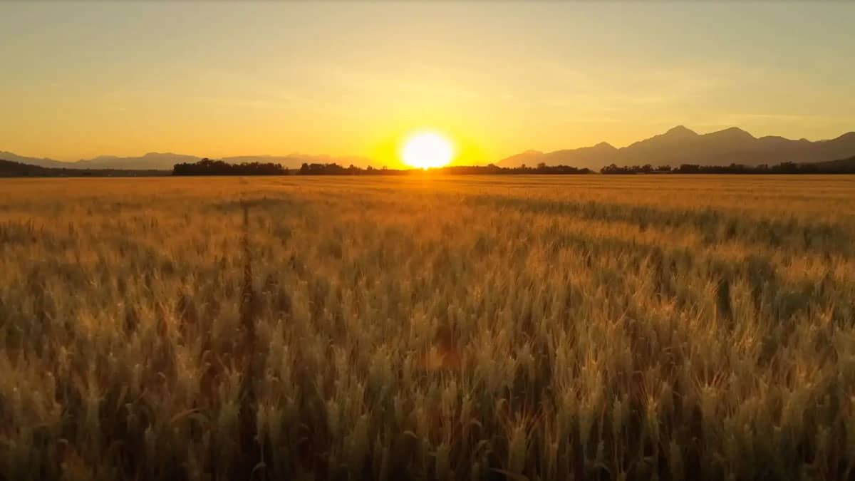 A field of wheat at sunrise